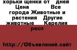 хорьки щенки от 35дней › Цена ­ 4 000 - Все города Животные и растения » Другие животные   . Карелия респ.